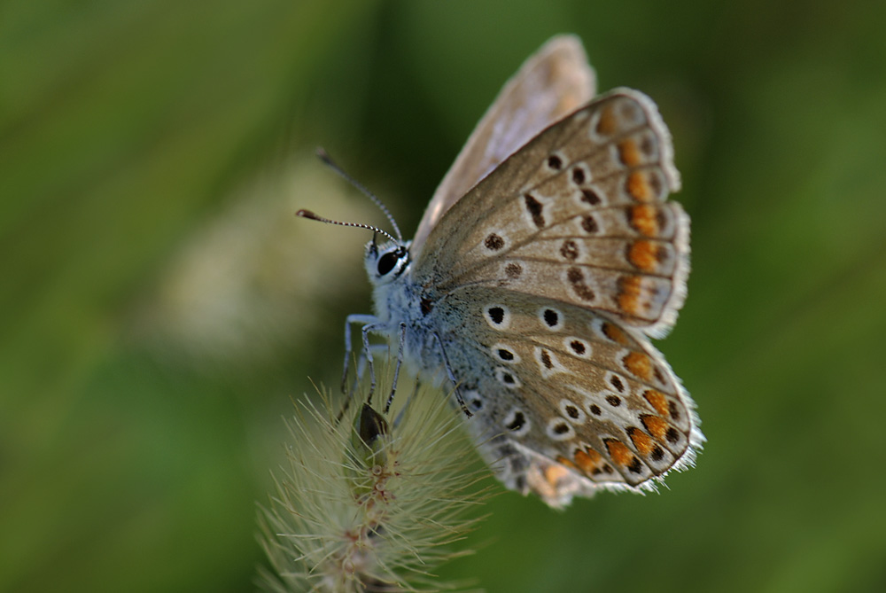 Polyommatus icarus femmina?